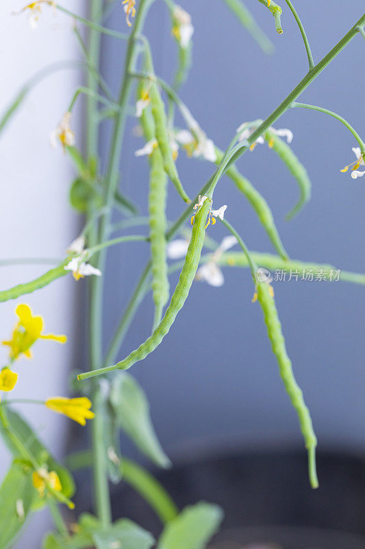 油菜(Brassica napus subsp.)显著)花